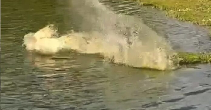 video:-cachorro-sofre-ataque-de-jacare-ao-entrar-em-lagoa-no-sudoeste-baiano