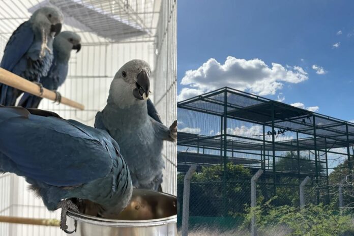volta-a-natureza:-41-ararinhas-azuis-serao-soltas-na-caatinga.-video