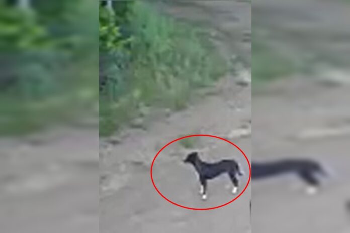 veja-video-de-cadela-desorientada-apos-ser-abandonada-por-tutor