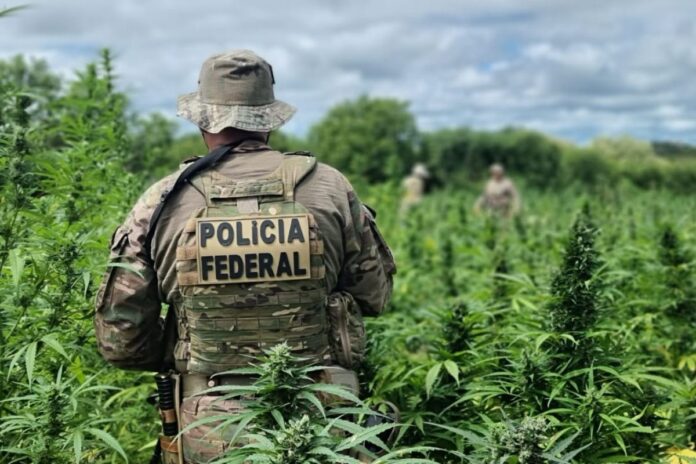 pf-destroi-134-mil-pes-de-maconha-em-operacao-no-sertao-de-pernambuco