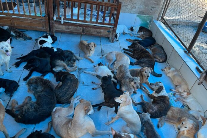 protetora-de-animais-morre-e-400-cachorros-ficam-sem-ter-onde-morar