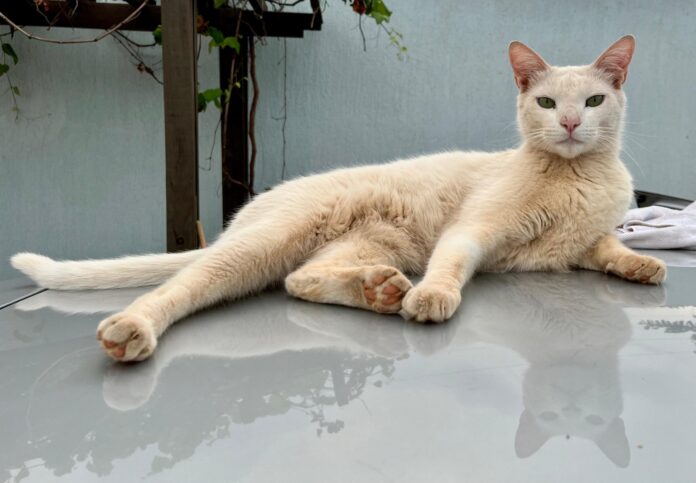 homem-e-investigado-por-matar-gato-gaspar-com-tiros-de-airsoft-no-df