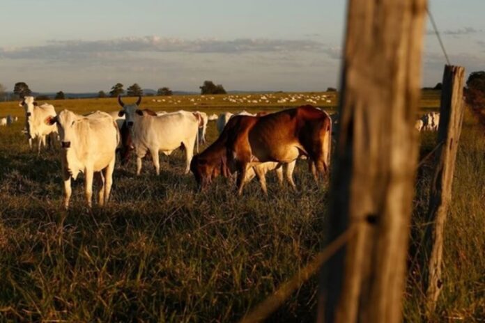 forum-de-protecao-animal-entra-no-stf-contra-abate-de-animais-na-bahia