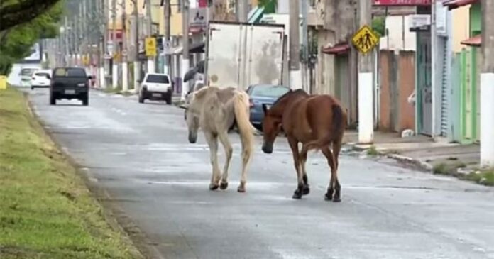 prefeitura-de-serrinha-reformula-decreto-e-revoga-abate-de-animais-abandonados