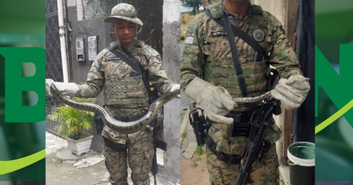 duas-serpentes-resgatadas-pela-policia-ambiental-em-plataforma