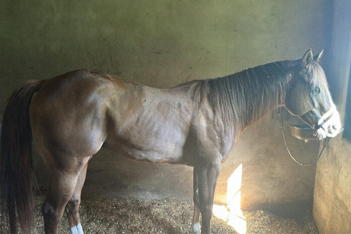 video:-cavalos-de-r$-3-milhoes-e-rolex.-conheca-o-haras-do-pcc
