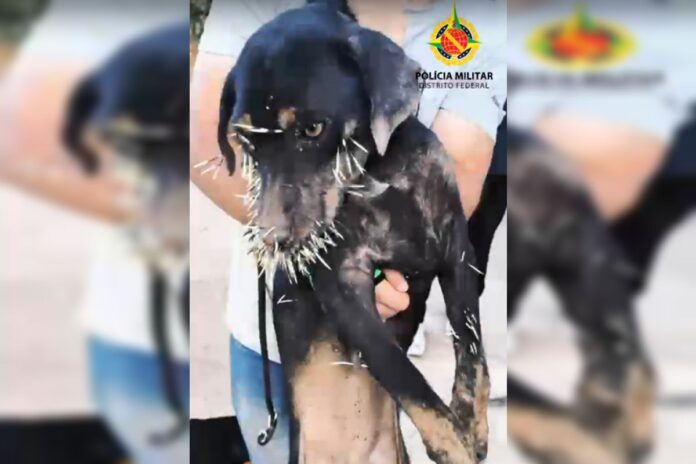 que-do!-porco-silvestre-busca-abrigo-e-deixa-cachorro-cheio-de-espinho