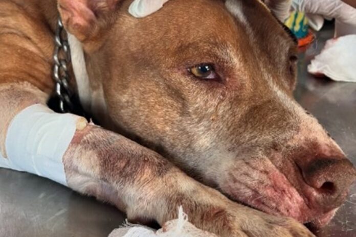 pit-bull-geronimo-e-esfaqueado-na-cabeca-e-precisa-de-ajuda.-video