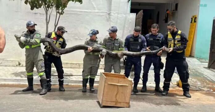cobra-de-quase-5-metros-e-capturada-proximo-a-rede-de-esgoto-em-euclides-da-cunha
