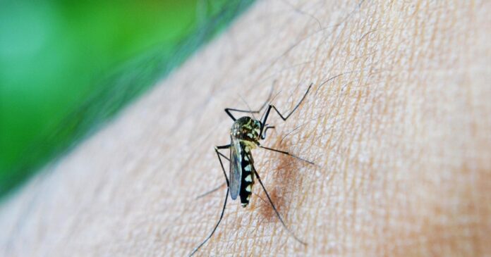 bahia-tem-mais-de-7-mil-casos-provaveis-de-dengue-e-8-obitos-em-investigacao