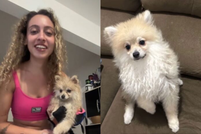 mulher-resgata-pet-“perdido”-e-tutor-acusa-roubo-do-cachorro-nas-redes