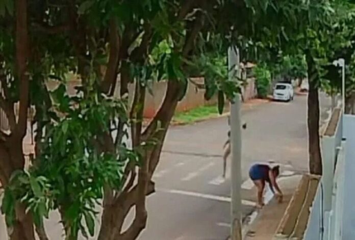 cachorra-de-prefeito-e-furtada-no-portao-de-casa-em-ms.-veja-video