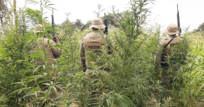 pm-erradica-plantio-de-maconha-em-curaca