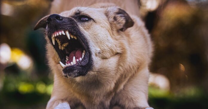 trt-ba-nega-indenizacao-a-empregado-lesionado-por-proprio-cachorro-em-home-office