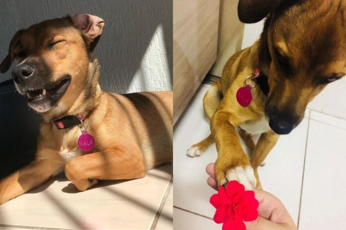 tutora-mostra-ultima-“conversa”-com-cadela-antes-de-pet-morrer