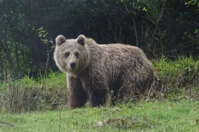 cacador-e-julgado-na-franca-por-matar-ursa-acompanhada-de-filhotes