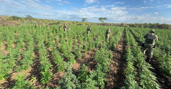 pm-erradica-90-mil-pes-de-maconha-durante-operacao-no-norte-da-bahia
