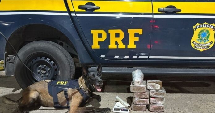 com-auxilio-de-cao,-prf-apreende-maconha-e-cocaina-em-onibus-de-turismo-que-passava-por-feira