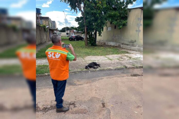 pit-bull-solto-ataca-homem-em-rua-e-e-abatido-por-pms-no-df