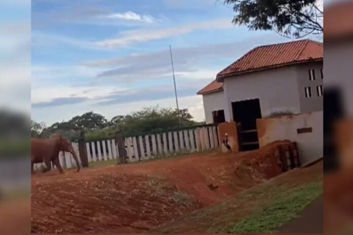 apos-invasao-em-recinto-de-elefante,-zoo-aumentara-grade-de-protecao