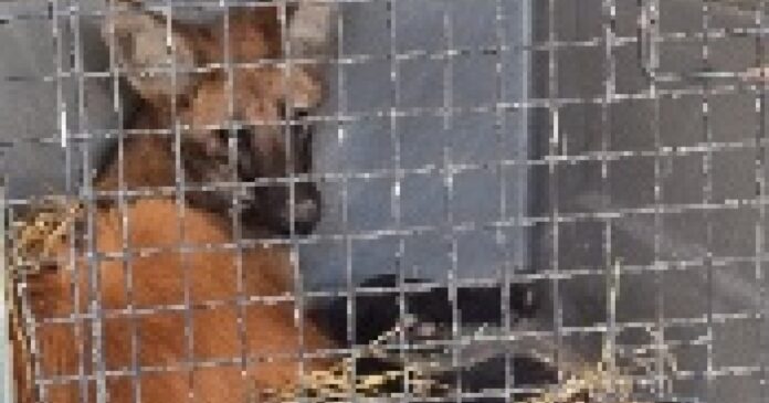 lobo-guara-atropelado-no-oeste-da-bahia-passa-por-cirurgia-apos-fraturar-patas-dianteiras