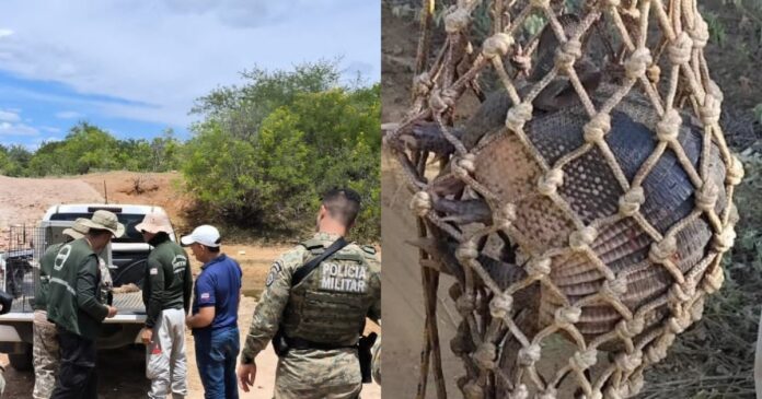 torneio-ilegal-de-caca-de-animais-silvestres-e-desarticulado-em-curaca,-norte-da-bahia