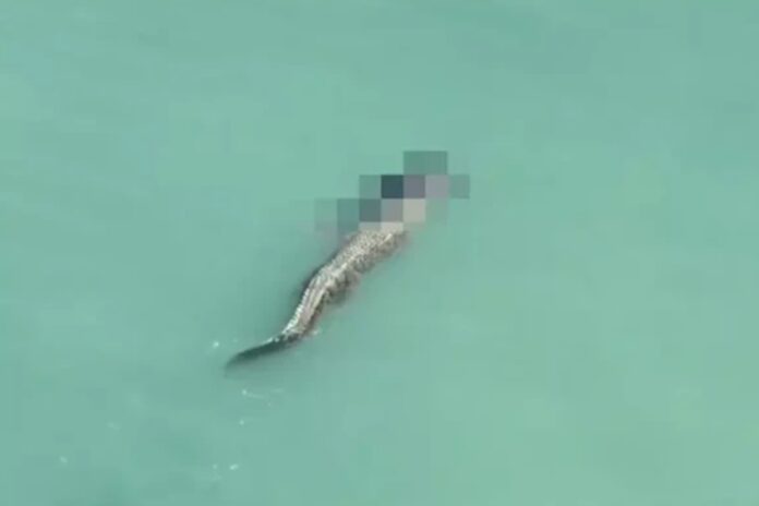 crocodilo-mata-homem-e-nada-com-o-corpo-da-vitima-na-boca