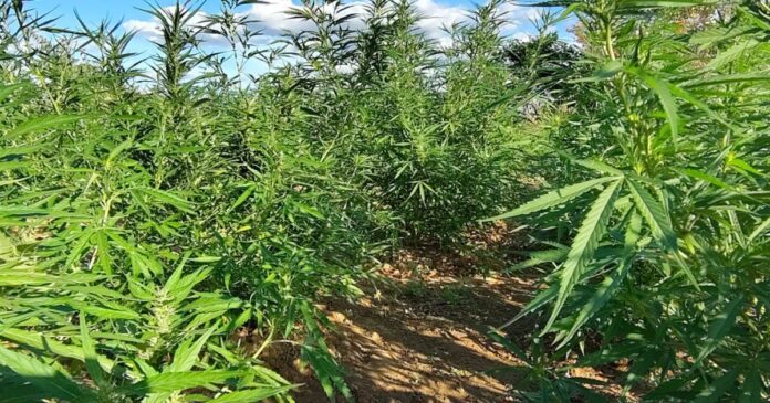 pm-ba-erradica-mais-de-7-mil-pes-de-maconha-no-norte-da-bahia