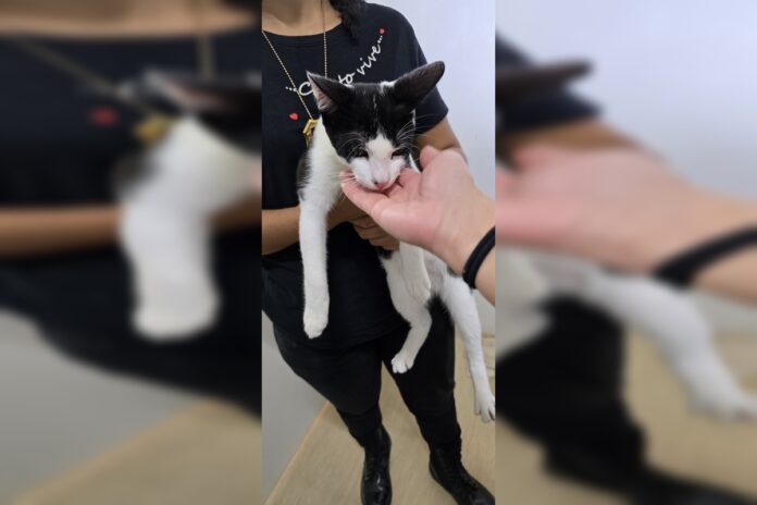 mulher-e-indiciada-por-matar-dois-gatos-e-maltratar-outros-dois-no-df