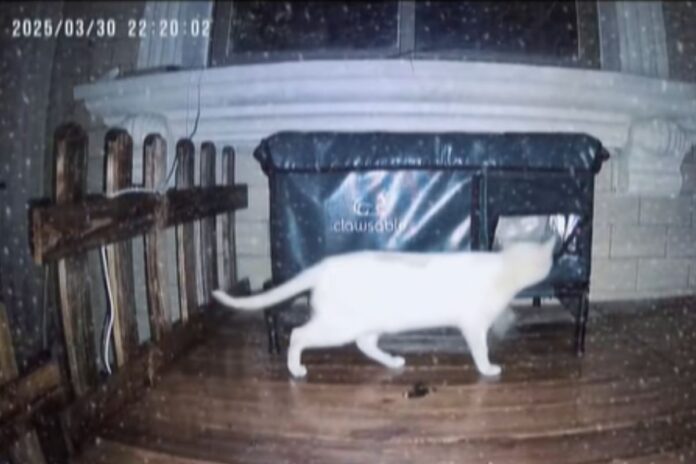 em-noite-chuvosa,-gato-de-rua-encontra-abrigo-em-“caixa-dos-sonhos”