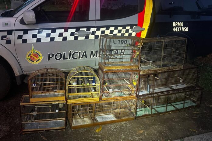 pmdf-resgata-14-aves-silvestres-mantidas-em-cativeiro-clandestino