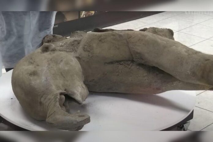 yana:-cientistas-russos-dissecam-bebe-mamute-congelada-ha-130-mil-anos