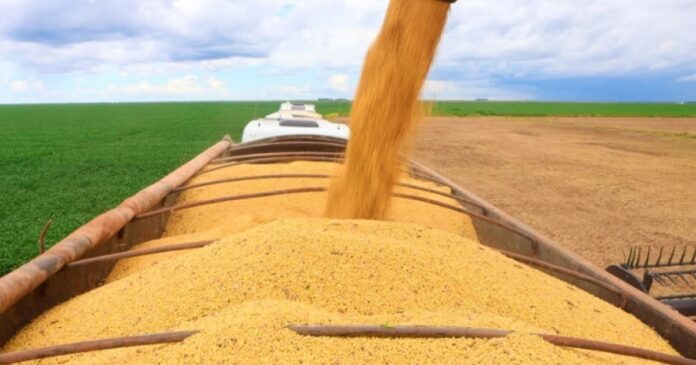 ibge-e-conab-projetam-safra-de-graos-da-bahia-com-crescimento-superior-a-7%