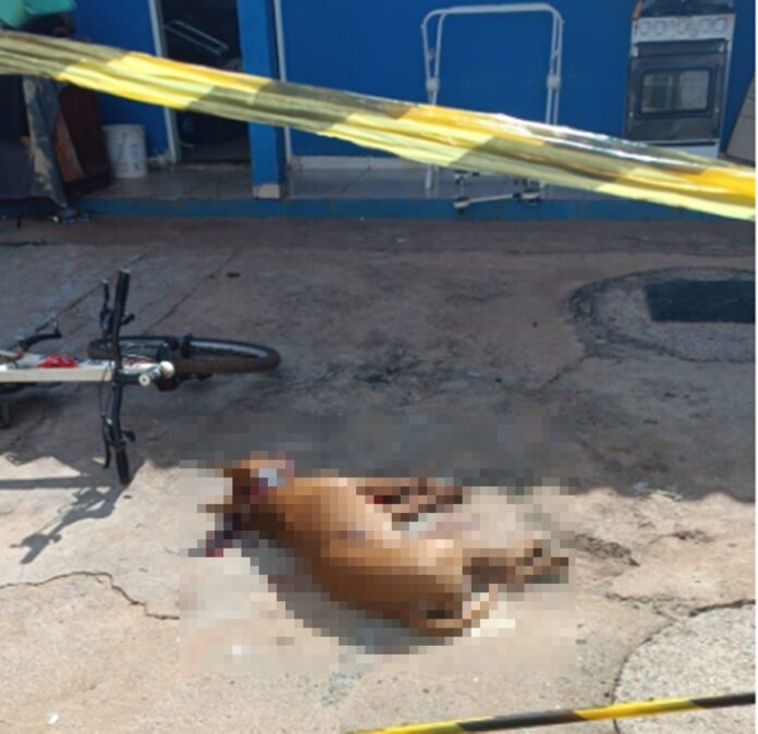 pit-bull-mata-dona-a-dentadas-e-acaba-morto-a-pauladas-por-vizinhos