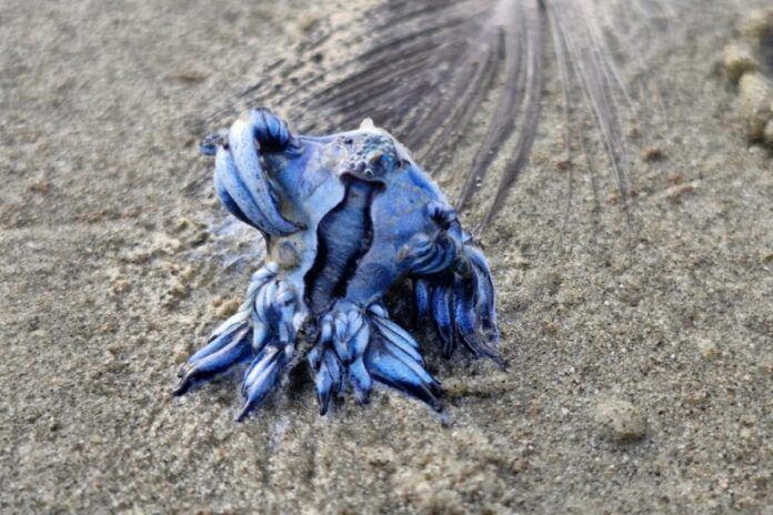 pesquisadora-encontra-dragao-azul-de-1-cm-em-praia-do-litoral-de-sp