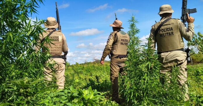 pm-erradica-mais-de-15-mil-pes-de-maconha-no-norte-baiano