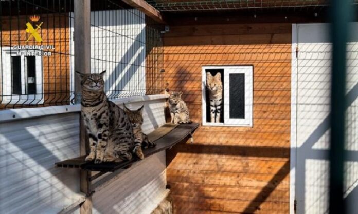 espanha-desmantela-rede-de-trafico-de-felinos-exoticos-e-apreende-19-animais
