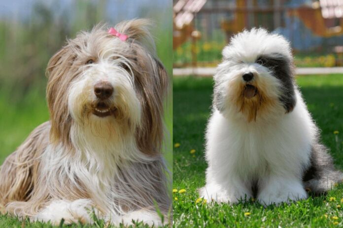 oito-diferencas-entre-as-racas-bearded-collie-e-old-english-sheepdog