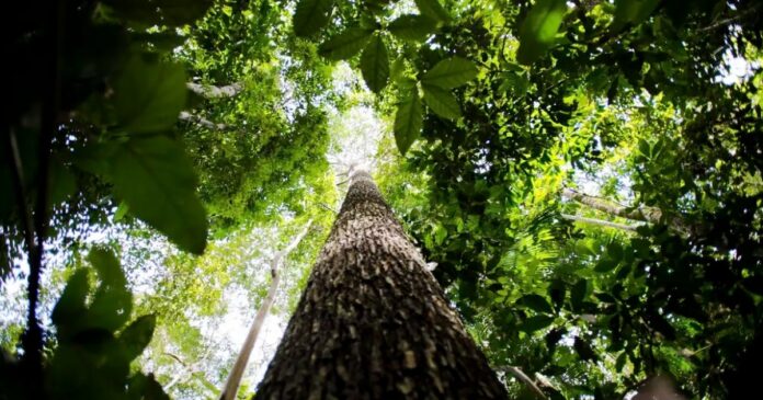associacao-nacional-dos-defensores-publicos-lancam-campanha-de-sustentabilidade-em-salvador