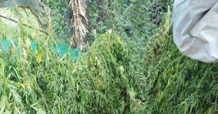 pf-erradica-132-mil-pes-de-maconha-neste-ano-no-norte-da-bahia
