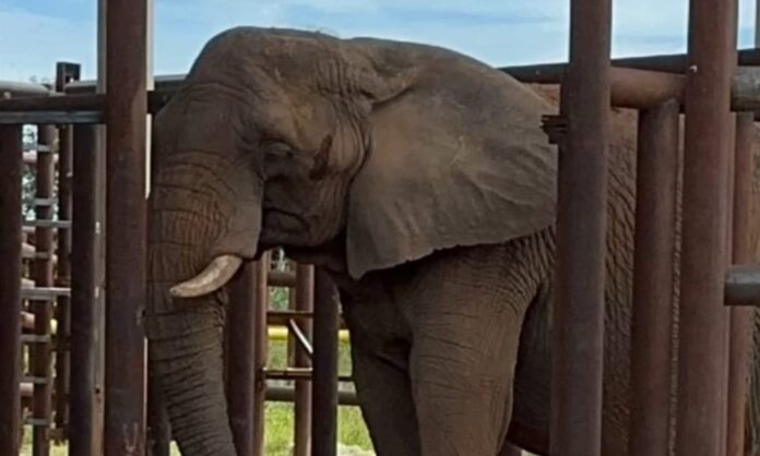 apos-cinco-dias-de-viagem,-elefante-africana-que-vivia-na-argentina,-chega-ao-brasil