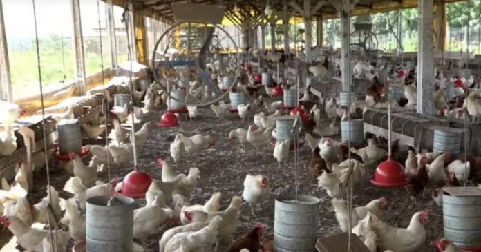 regiao-de-feira-de-santana-lidera-crescimento-de-ovos-de-galinha-na-bahia