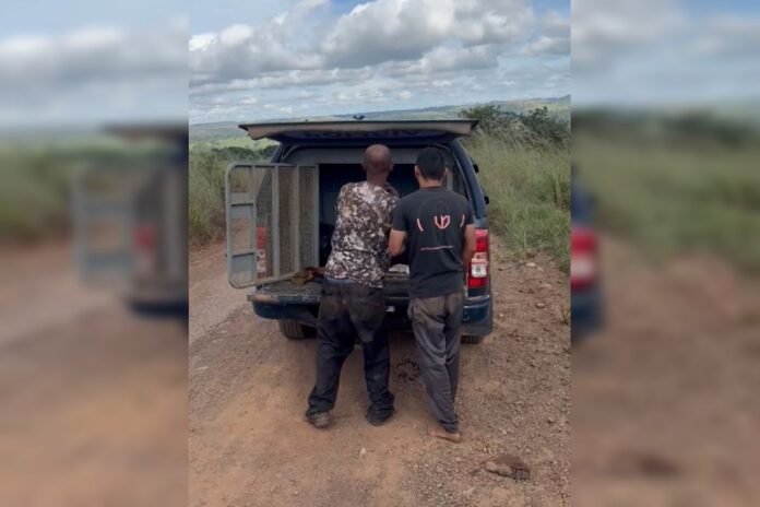 dupla-e-presa-por-abater-e-furtar-gado-de-fazenda-no-entorno-do-df