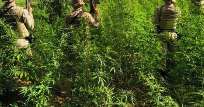 plantacao-com-26.500-pes-de-maconha-e-erradicada-pela-policia-no-norte-baiano