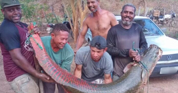 peixe-de-grande-porte-achado-no-oeste-baiano-traz-risco-a-outras-especies,-alerta-professor