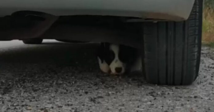 projeto-de-lei-propoe-cassar-cnh-de-motoristas-que-abandonarem-animais-em-vias-publicas