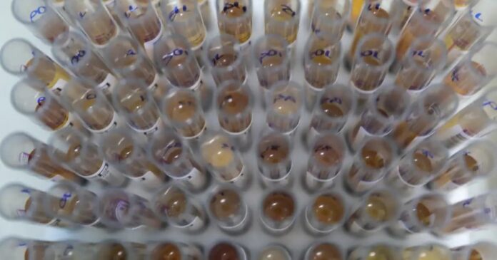 brasil-registra-reducao-de-26%-em-casos-de-malaria-no-1o-semestre-de-2025