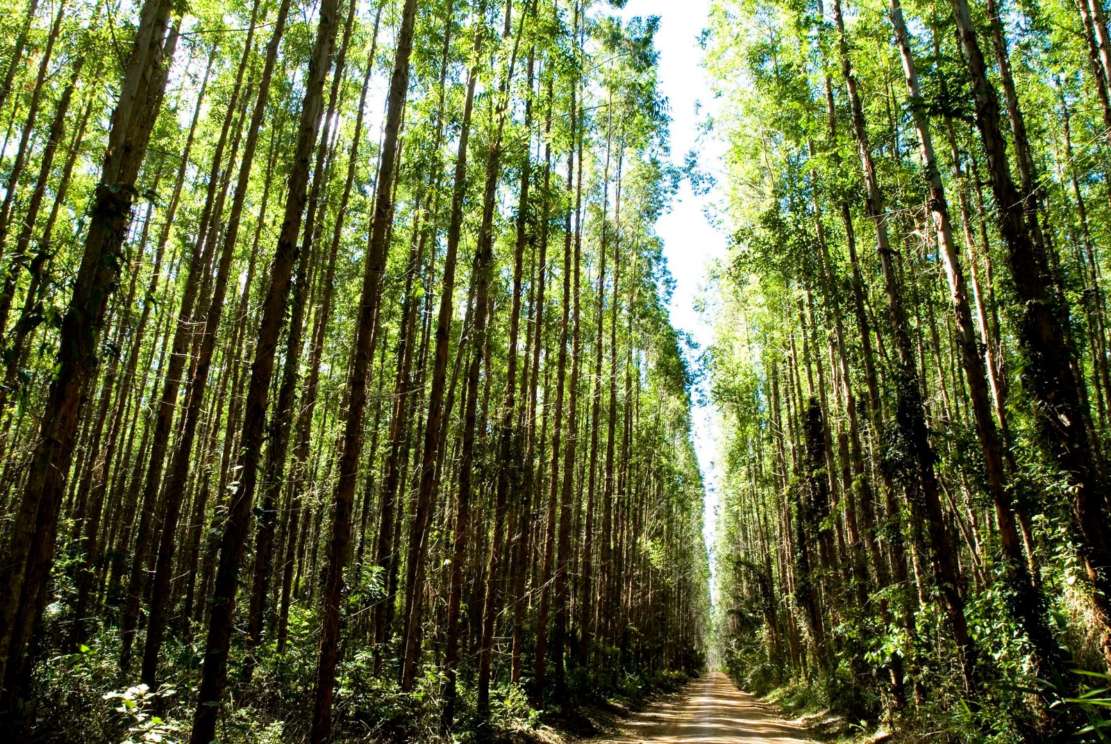 Suzano alcança redução histórica de 61% nos incêndios em suas áreas florestais com ações estratégicas e tecnologia 1 plantacao eucalipto