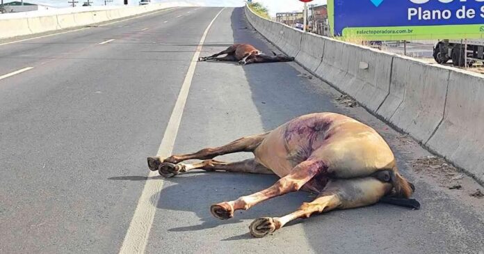 quatro-animais-de-grande-porte-sao-atropelados-em-menos-de-uma-semana-em-feira-de-santana
