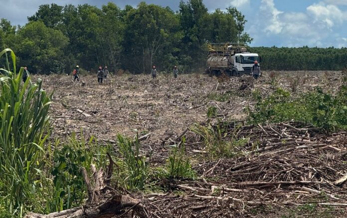 em-meio-a-denuncias-de-invasao,-suzano-defende-legalidade-de-suas-terras-no-extremo-sul-baiano